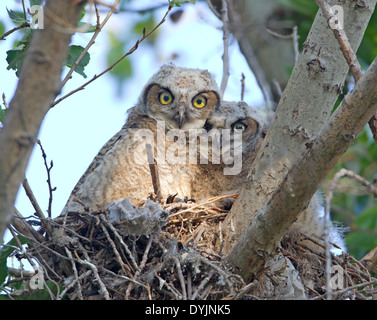 Zwei große gehörnte Eulen im Nest Stockfoto