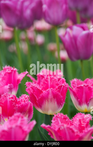 Tulipa. Tulpe-Auxerre-Blumen Stockfoto
