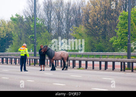 London, UK. 20. April 2014. Ein Pferd auf der M4-Autobahn in London verursacht Verzögerungen für Autofahrer, da die Highways Agency Kreuzung schließt. Bildnachweis: Peter Manning/Alamy Live-Nachrichten Stockfoto