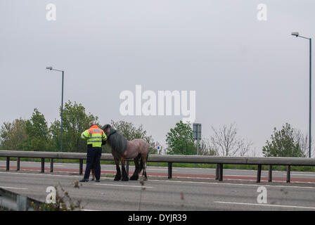 London, UK. 20. April 2014. Ein Pferd auf der M4-Autobahn in London verursacht Verzögerungen für Autofahrer, da die Highways Agency Kreuzung schließt. Bildnachweis: Peter Manning/Alamy Live-Nachrichten Stockfoto