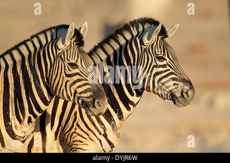 Porträt von zwei Ebenen (Burchells) Zebras (Equus Burchelli), Etsosha Nationalpark, Namibia Stockfoto