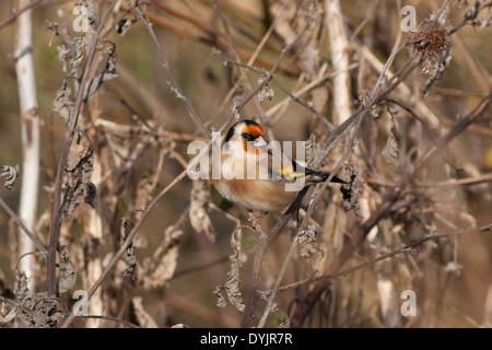 Gold Fink, Otmoor Stockfoto