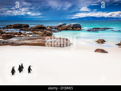 Wild South African Pinguine, kleine Gruppe von Jackass Pinguine spazieren Boulders Beach in Simons Town, Reisen und Tourismus Stockfoto