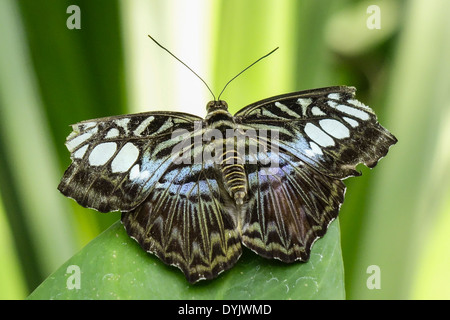 Tropischer Schmetterling, Blauer Klipper (Parthenos Sylvia Lilacinus) Stockfoto