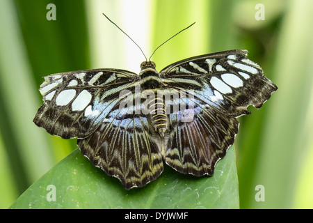 Tropischer Schmetterling, Blauer Klipper (Parthenos Sylvia Lilacinus) Stockfoto