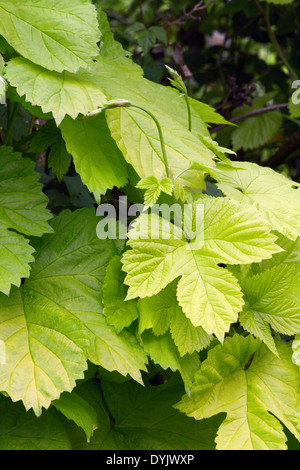 Humulus Lupulus 'Aureus' (Golden Hop) Stockfoto