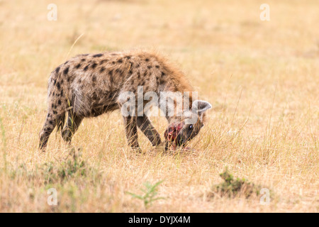 Gefleckte Hyänen (Crocuta Crocuta) tötete ein Neugeborenen Antilopen und Schlemmen auf Aas. Masai Mara Conservancy, Kenia, Afrika Stockfoto