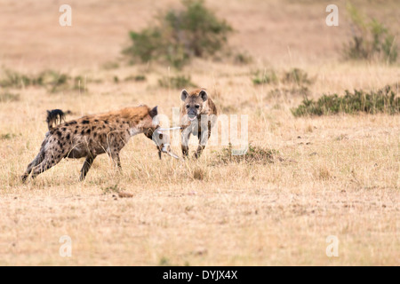 Tüpfelhyänen eine Herausforderung für die Neugeborenen Antilope Beute in Masai Mara Conservancy, Kenia, Afrika Stockfoto