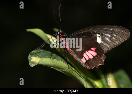 Arcas Cattleheart Schmetterling (Parides Eurimedes, Parides Arcas) aka Mylotes, wahr oder rosa überprüft Cattleheart Stockfoto