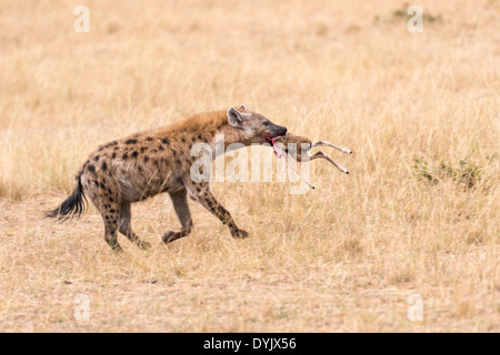 Gefleckte Hyänen (Crocuta Crocuta) - hatte ein Neugeborenes Antilope getötet. Masai Mara Conservancy, Kenia, Afrika Stockfoto