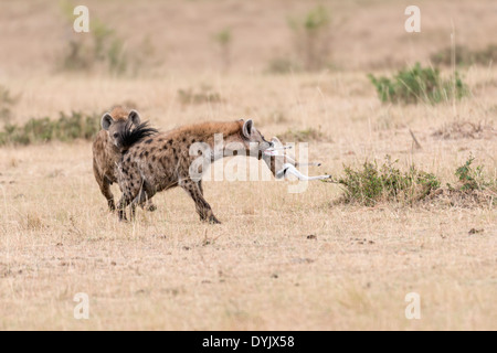 Tüpfelhyänen eine Herausforderung für die Neugeborenen Antilope Beute in Masai Mara Conservancy, Kenia, Afrika Stockfoto