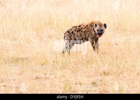 Gefleckte Hyänen (Crocuta Crocuta) Schlemmen auf AAS von Baby Antilope Beute, Masai Mara Conservancy, Kenia, Afrika Stockfoto