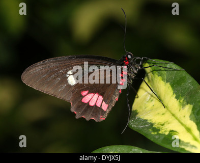 Arcas Cattleheart Schmetterling (Parides Eurimedes, Parides Arcas) aka Mylotes, wahr oder rosa überprüft Cattleheart Stockfoto