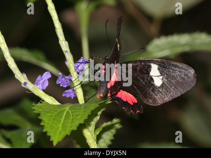 Arcas Cattleheart Schmetterling (Parides Eurimedes, Parides Arcas) aka Mylotes, wahr oder rosa überprüft Cattleheart Stockfoto