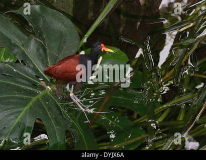 Wattled Blatthühnchen (Jacana Jacana) zu Fuß Blätter auf Stockfoto