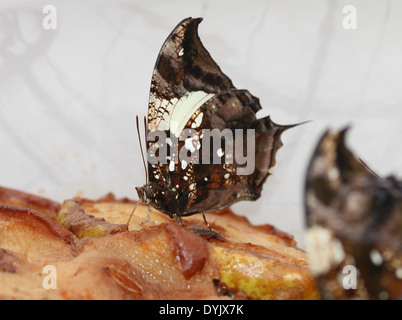 Silber besetzte Leafwing Schmetterling (Hypna Clytemnestra) aka Jazzy Leafwing marmorierte Leafwing Fütterung auf fuit Stockfoto