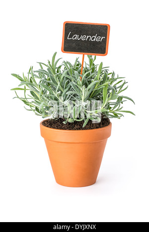 Lavendel in einem Tontopf mit einem hölzernen label Stockfoto