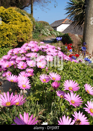 Lila Chrysanthemen in einem Blumengarten, Cornwall, UK Stockfoto
