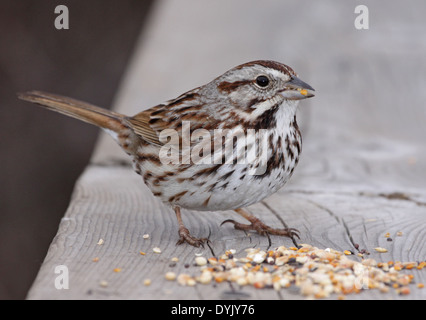 Singammer Essen Stockfoto