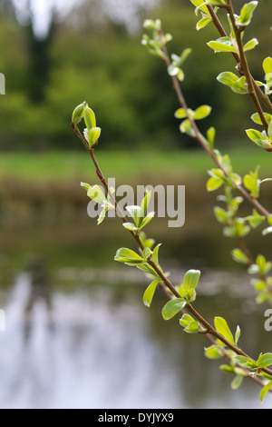 Die erste Feder sanft Blätter, Knospen und Zweige See im Hintergrund Stockfoto