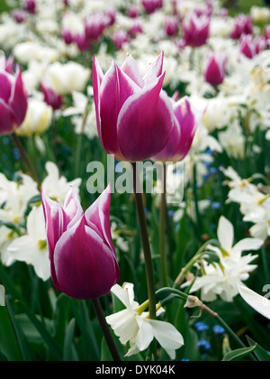 Tulipa 'Ballade' oder Ballade Tulpe eine Lilie blühenden Vielfalt dieser Blumen gegen Ende der Saison Ende April. Stockfoto