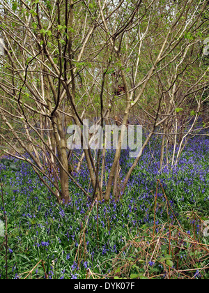 Rundschnitt Hasel Bäumchen Glockenblumen in Hampshire Wäldern umgeben, während Mitte April 2014. Stockfoto