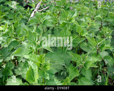 Brennnesseln (Urtica Dioica) oder Brennnessel frisches Wachstum im Frühjahr zeigt. Stockfoto