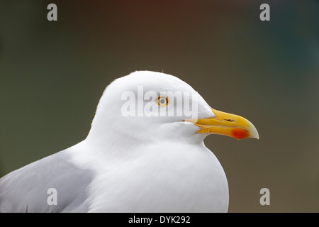 Silbermöwe, Larus Argentatus, einziger Vogelkopf geschossen, Sussex, März 2014 Stockfoto