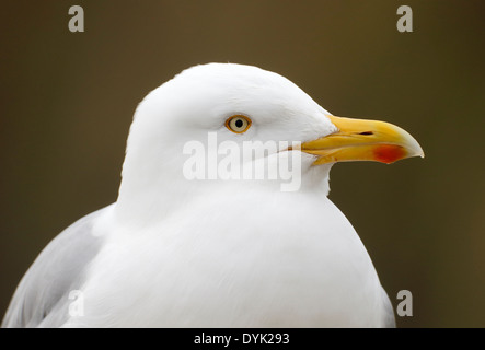 Silbermöwe, Larus Argentatus, einziger Vogelkopf geschossen, Sussex, März 2014 Stockfoto