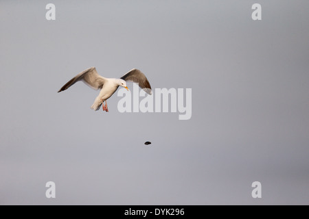 Silbermöwe, Larus Argentatus, einziger Vogel fallen Muscheln öffne, Sussex, März 2014 Stockfoto