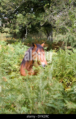New Forest Pony in der Nähe von Latchmore Bach Latchmore unten Frogham in der Nähe von Fordingbridge New Forest Hampshire England Stockfoto
