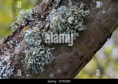 Baumstamm mit Flechten überhängenden alten Titchfield Kanal am Ufer Meon, Hampshire, England Stockfoto