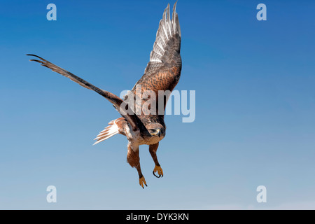 Eisenhaltiger Falke (Buteo Regalis) Stockfoto