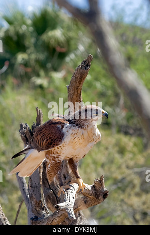 Eisenhaltiger Falke (Buteo Regalis), Arizona Stockfoto