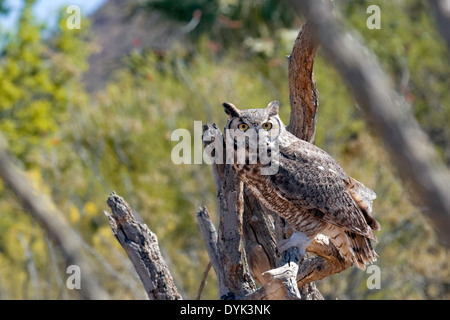 Große gehörnte Eule (Bubo Virginianus) Stockfoto