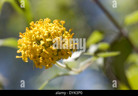 Bug auf gelben Blüten Stockfoto