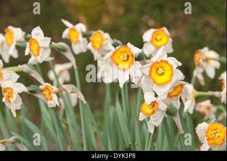 Tote und sterbende Narzissen Narzisse Blumen Flowerheads mit Faltenbildung, Tasse geformt Corella welken bei Sonnenschein im Frühling Stockfoto