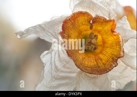 Tote und sterbende Narzissen Narzisse Blumen Flowerheads mit Faltenbildung, Tasse geformt Corella welken bei Sonnenschein im Frühling Stockfoto