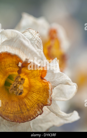 Tote und sterbende Narzissen Narzisse Blumen Flowerheads mit Faltenbildung, Tasse geformt Corella welken bei Sonnenschein im Frühling Stockfoto