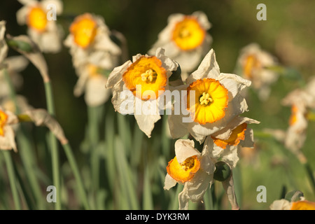 Tote und sterbende Narzissen Narzisse Blumen Flowerheads mit Faltenbildung, Tasse geformt Corella welken bei Sonnenschein im Frühling Stockfoto
