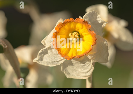 Tote und sterbende Narzissen Narzisse Blumen Flowerheads mit Faltenbildung, Tasse geformt Corella welken bei Sonnenschein im Frühling Stockfoto