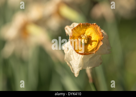 Tote und sterbende Narzissen Narzisse Blumen Flowerheads mit Faltenbildung, Tasse geformt Corella welken bei Sonnenschein im Frühling Stockfoto