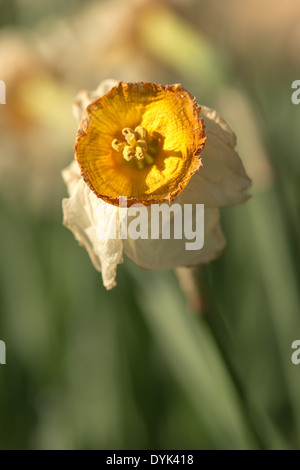 Tote und sterbende Narzissen Narzisse Blumen Flowerheads mit Faltenbildung, Tasse geformt Corella welken bei Sonnenschein im Frühling Stockfoto