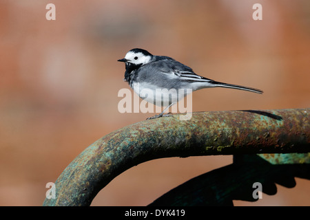 Trauerschnäpper Bachstelze, Motacilla Alba Yarrellii, einziger Vogel auf Tor Wiltshire, März 2014 Stockfoto