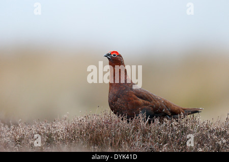 Moorschneehuhn Lagopus Lagopus Scoticus, einzelnes Männchen auf Heidekraut, Yorkshire, März 2014 Stockfoto