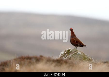 Moorschneehuhn Lagopus Lagopus Scoticus, einzelnes Männchen auf Heidekraut, Yorkshire, März 2014 Stockfoto