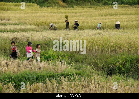 Bauern Ernten von Reis in Laos Stockfoto