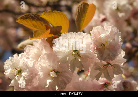 Detail einer Masse von Kirschbaum Blüte Blumen blühen im frühen Frühling Zeit schwere Kollektion Blume Blüte Stockfoto