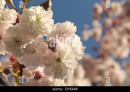 Detail einer Masse von Kirschbaum Blüte Blumen blühen im frühen Frühling Zeit schwere Kollektion Blume Blüte Stockfoto