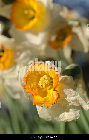 Tote und sterbende Narzissen Narzisse Blumen Flowerheads mit Faltenbildung, Tasse geformt Corella welken bei Sonnenschein im Frühling Stockfoto